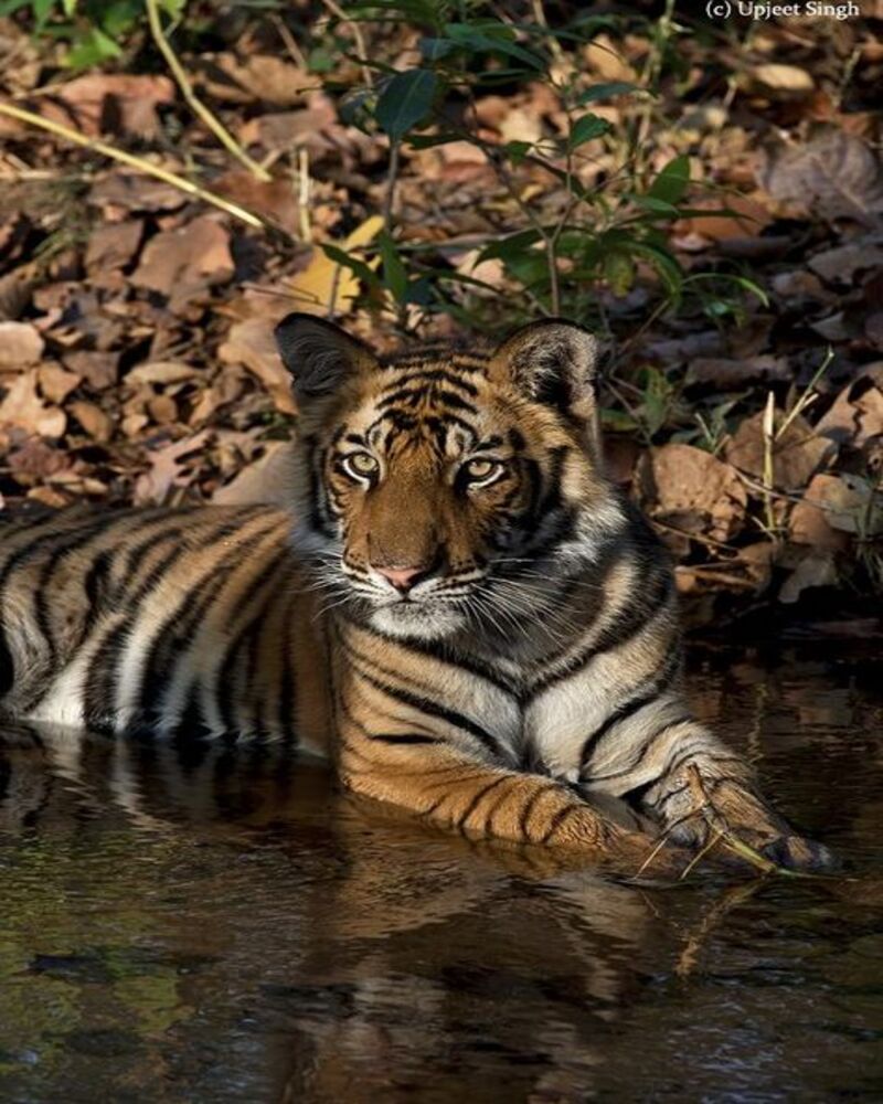 wild life tiger tours in India